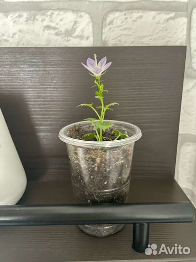 Укорененный саженец Кампанулы (любовник)