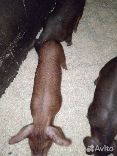 Поросята дюрок