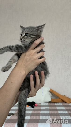 Чудесный котенок мальчик