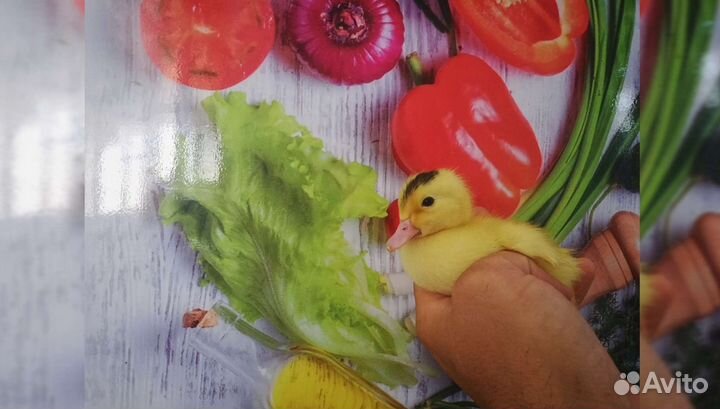 Утята Муларды - бройлер - утка