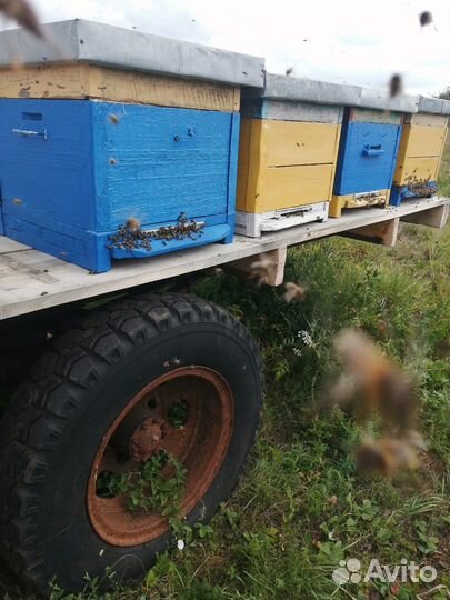Продам пасеку под ключ