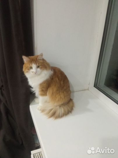 Коты-красавцы в добрые, ласковые руки. кошка