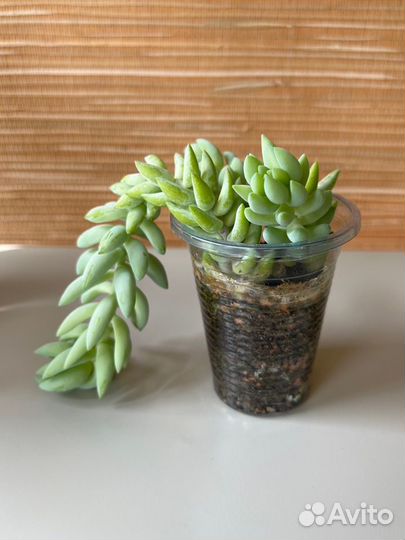 Суккуленты: Очиток Моргана, Седум (Sedum)