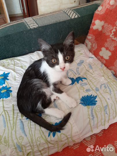 Кошечка 3 мес - в добрые руки