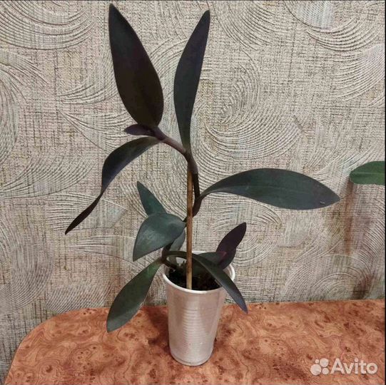 Традесканция