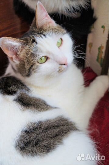 Маруся.стерилизована/привита