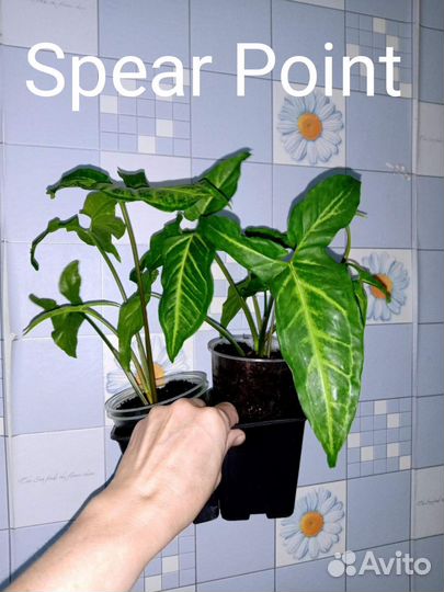 Сингониумы сортовые