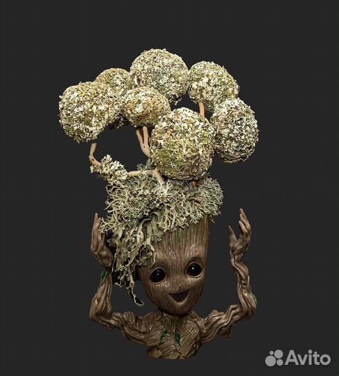 Живые деревья из Цетрарии