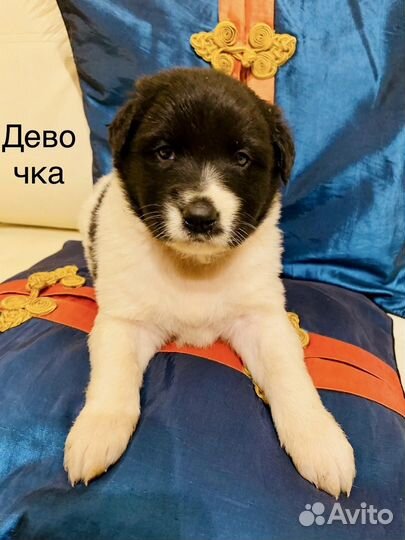 Щенки двортерьера