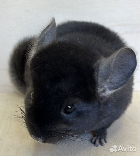 Шиншилла девочка экстра темная, носитель ангоры