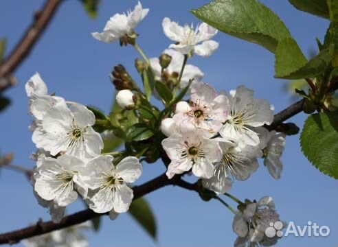 Деревце вишня плодоносит