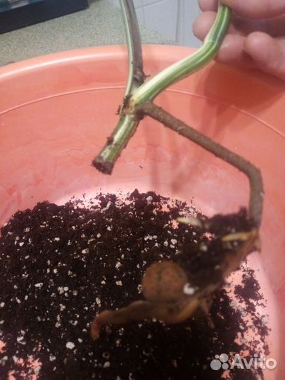 Монстера вариегатная альба