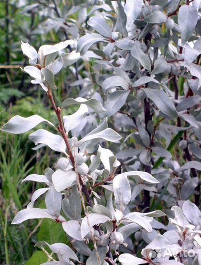 Лох серебристый