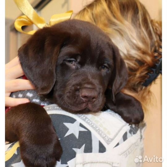 Лабрадор щенки РКФ документы