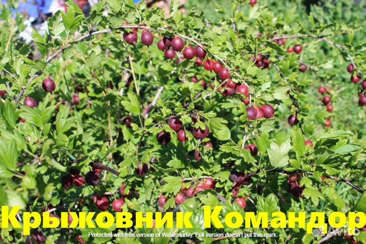 Растения. Саженцы крыжовника