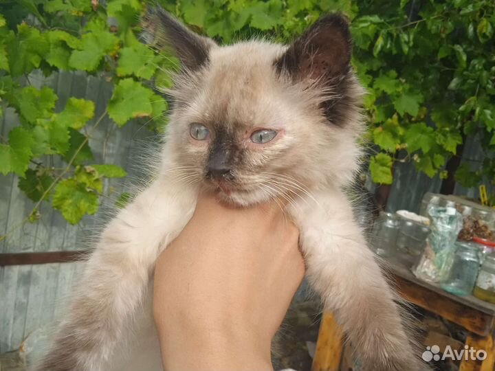 Сиамская кошка