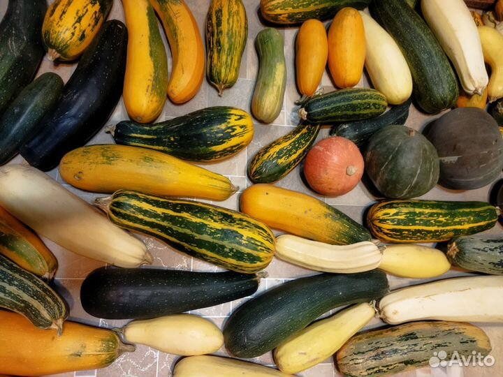 Кабачки свежие разных сортов