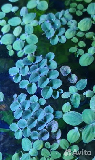 Верхоплавающие и грунтовые аквариумные растения