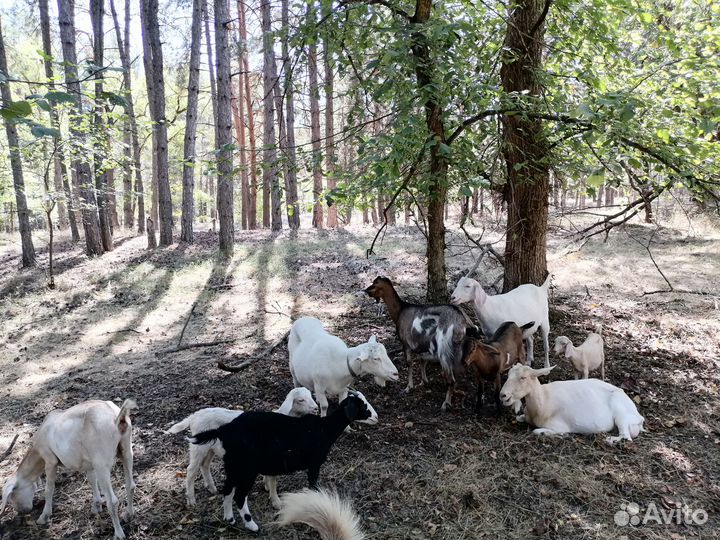 Коза дойная