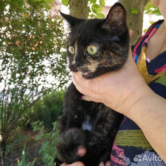 Котенок в добрые руки