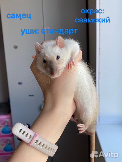 Декоративные крысята