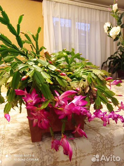 Комнатные растения