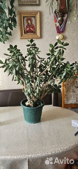 Толстянка или денежное дерево