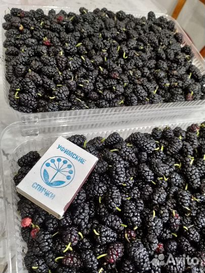 Тутовник спелый домашний,последний сбор