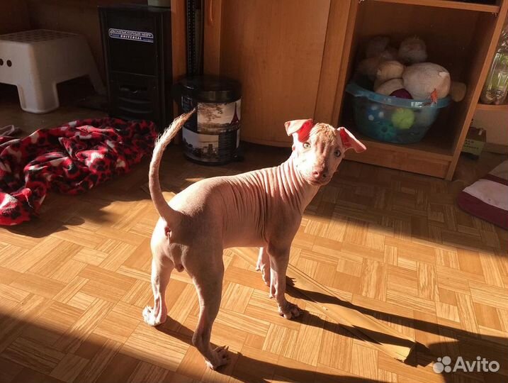 Ксолоитцкуинтли Шаньси