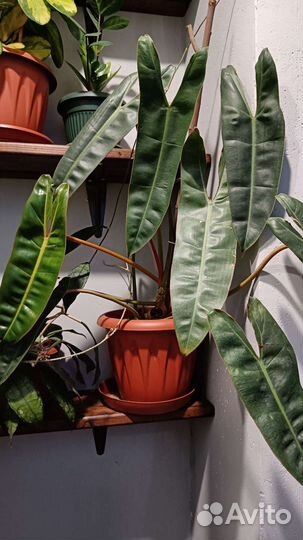 Филодендрон Биллетау