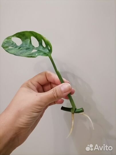 Монстера манки