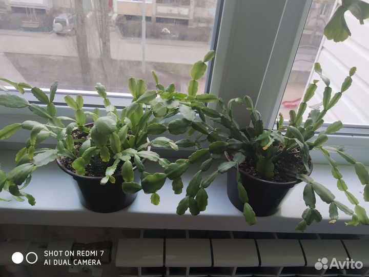 Декабрист в плошке малиновый