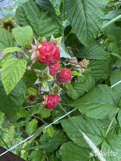 Малина свежая