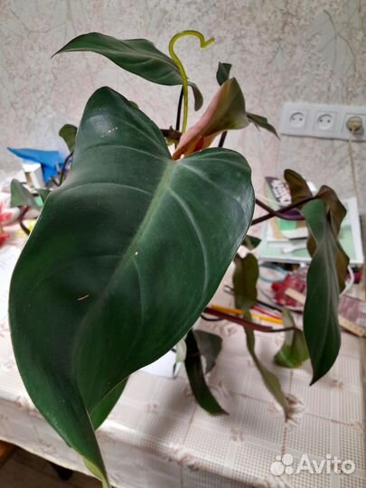 Филодендрон краснеющий