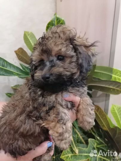 Щенки мальтипу