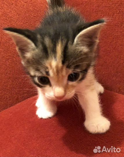 Трехцветные котята