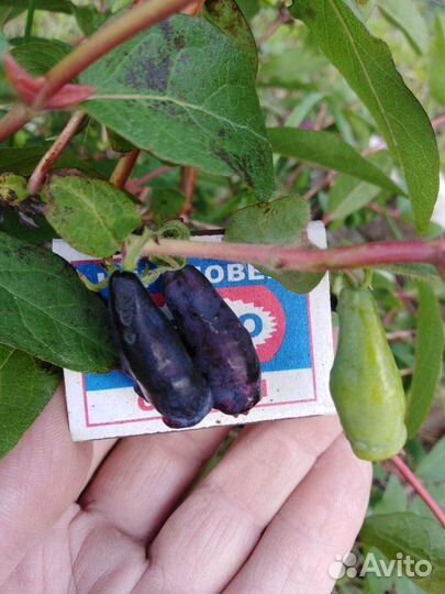 Саженцы крупноплодной жимолости