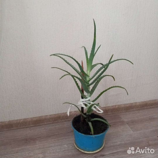 Алоэ с горшком. Нужно пересадить