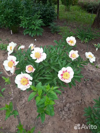 Пион Athena (Афина)