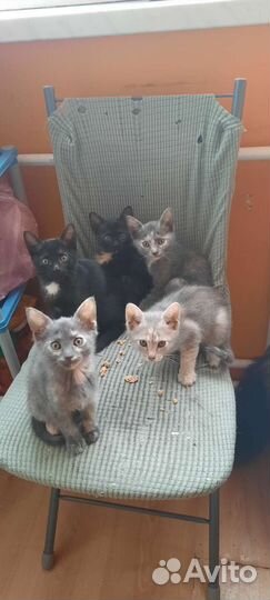 Котята в надёжные ручки