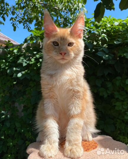 Мейн-кун котенок