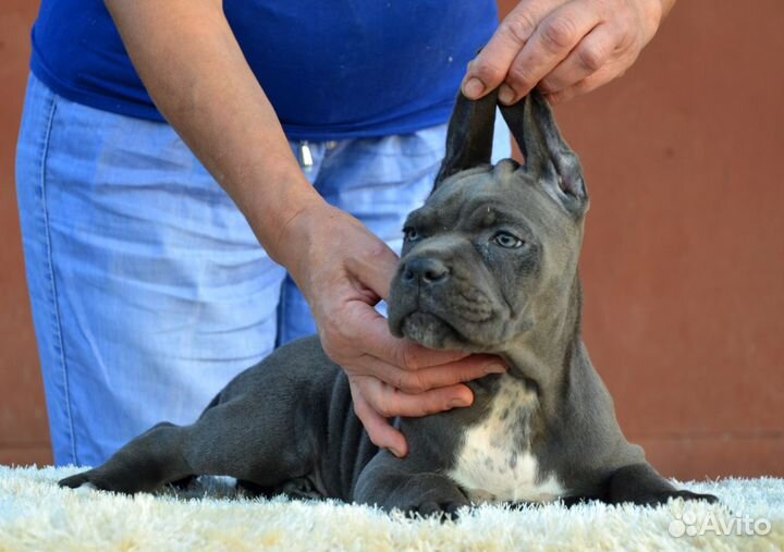 Две серых девочки кане корсо