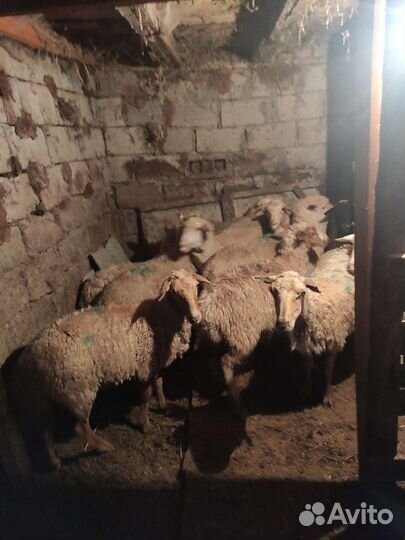 Овцы бараны