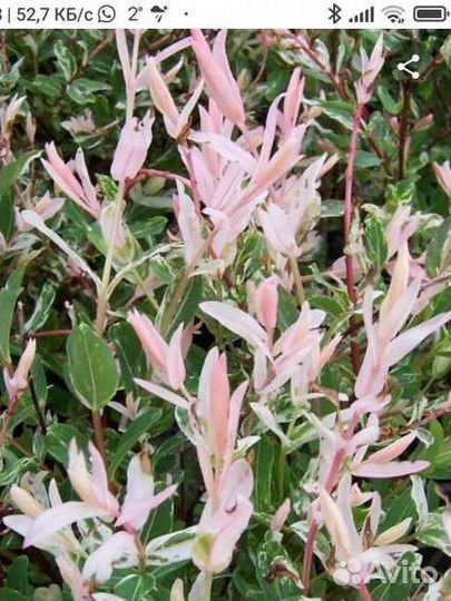 Ива хакуро и фламинго молодые и взрослые саженцы