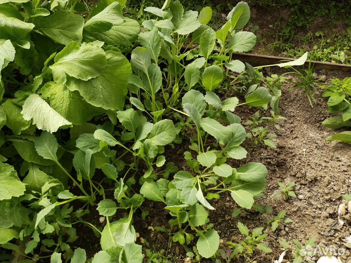 Капуста рассада поздняя