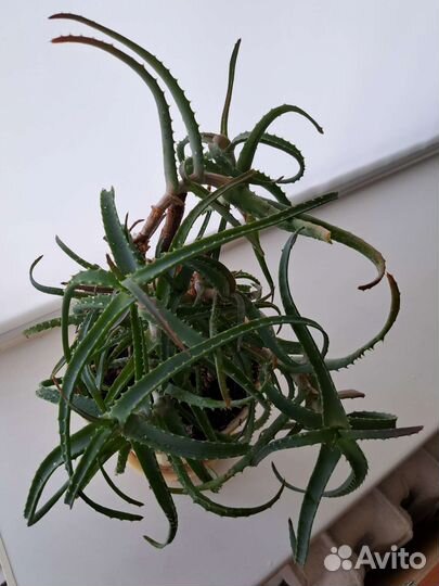 Алоэ лечебный 3 года