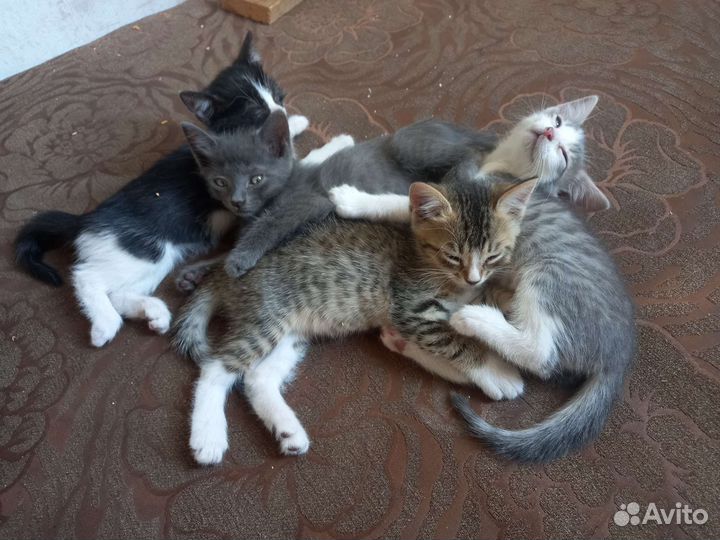 Котята в добрые руки