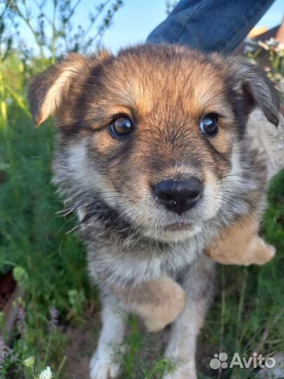 Щенок в добрые руки