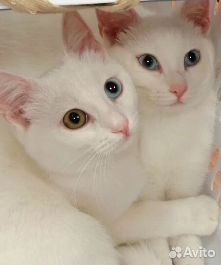 Отдам котят в добрые руки