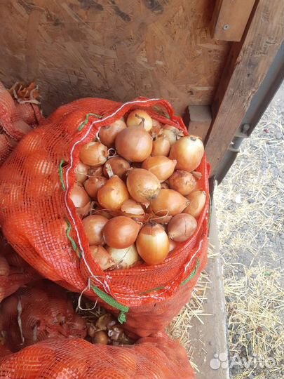 Лук мелкий